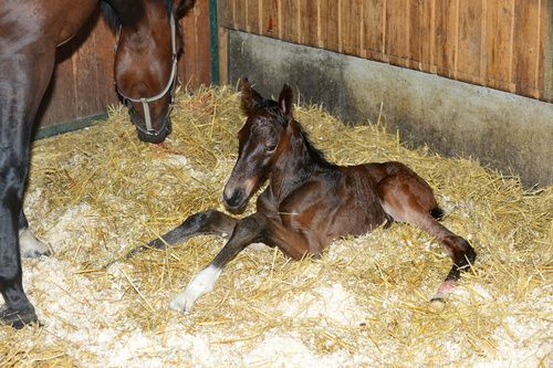 Gynäkologie Stuten Dr.Karsten Leser